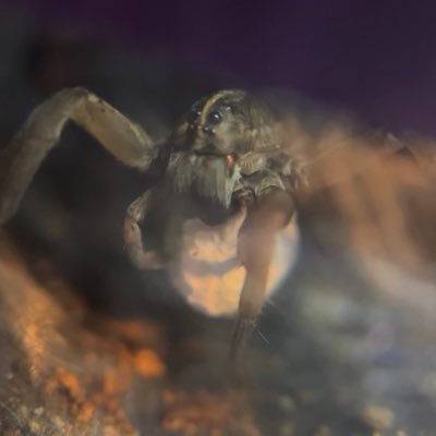 Creatur3245's profile picture. she/her I love wolf spiders and every other spider and im gay ❤️❤️❤️❤️ ABOLISH ICE. FREE PALESTINE 🇵🇸🇵🇸🇵🇸