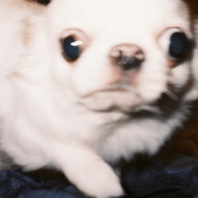 SG_kuzune's profile image