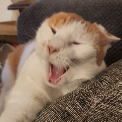 hannahpbo's profile picture. #VFL 🍊 #KindnessMatters🌼🌸
🐈cat mom🐾  
No DMs unless I know you🚫