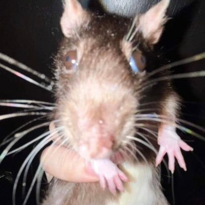 baileycals_'s profile picture. cbmi 17 , gbmi 15ish maybe