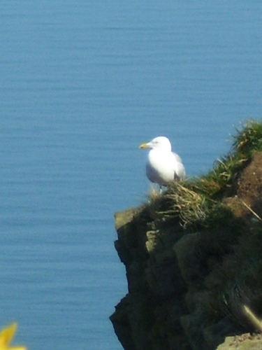 Mellow_n's profile picture. hoping to open the eyes of the world to the wonder that is Wales! or something like that ; )