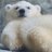 lucas1bear's profile image
