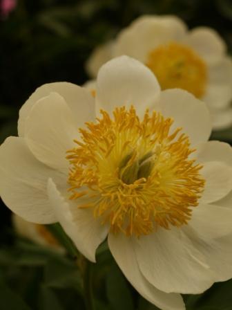 WycheandColwall's profile picture. The Wyche and Colwall horticultural society located in colwall, near Malvern. We meet first Monday of the month and hold an annual show in August.