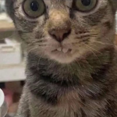 krystalstark_'s profile picture. momentary speck within an indifferent universe | @gunozed 🤍