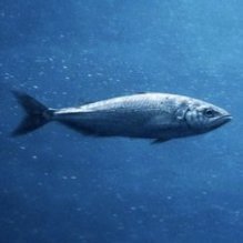 Fish_On_Sol_Fun's profile picture. a reminder to never fear standing alone, because sometimes being apart means you’re the one who’s right.