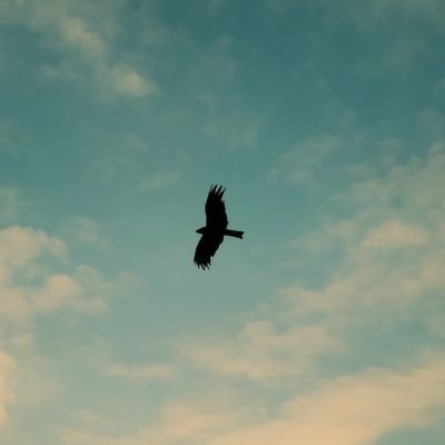 X_Tarokh's profile picture. 