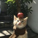 chestnut- - @jiayi591770 - Twitter