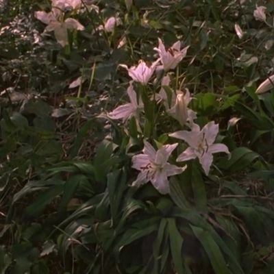 vufdsdiluvher's profile picture. edtwt / 프아섭장 초반환영