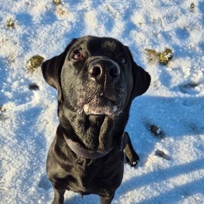 stitch_inside's profile picture. Labrador, Rüdin, 9 Jahre, möhrchensüchtig, Ministerin für Weihnachtsstimmung 🎄@Hundeskabinett ...für den Fall: Lilo_with_stitch_inside@troet.cafe + bsky