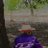 neemeeaa's profile image