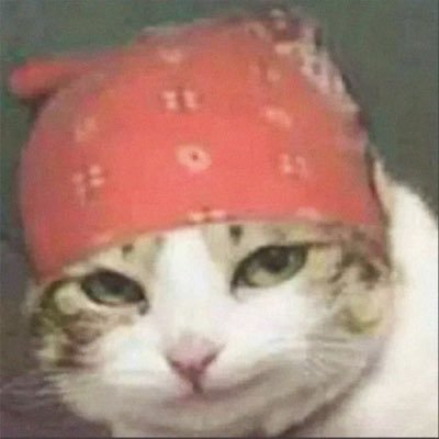 madingocatdev's profile picture. on chain quant dev