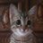 Mahnaz9ph's profile image