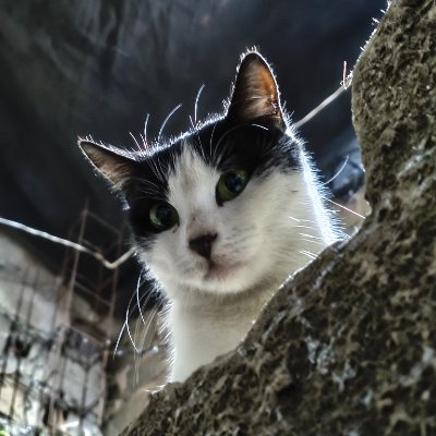 Viperz2578's profile picture. I retweet content that I like by way of diffusion.