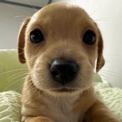 puppyseye's profile picture. I made this acc to vent ..