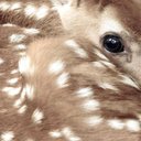 fawn - @fawn696969 - Twitter