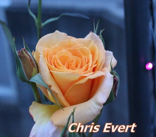 hananokaori3's profile picture. ガーデニング・フィギュアスケート・Kate Liu・フランス語