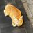 chinhong2018's profile image