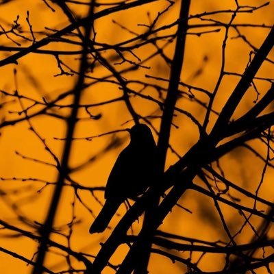 JidahN's profile picture. Low-key,Certified NMNW Instructor 🔗😎 ,Ugandan 🇺🇬 Kyagulanyi Robert Ssentamu is my President 😌 I’m jus a girrrrrrl be kind 🙂‍↔️#Inshallah🥹