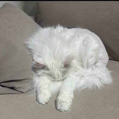 parksher's profile picture. BTC / Tesla / Cat! / 프리미엄 플러스!! / 삿포로!!!