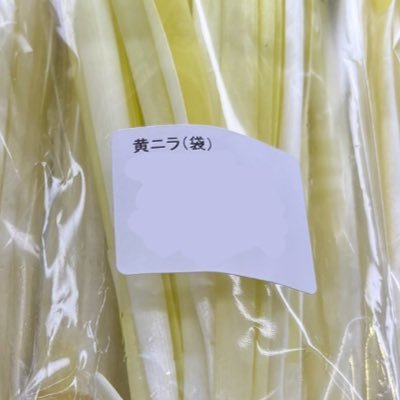 黄ニラ