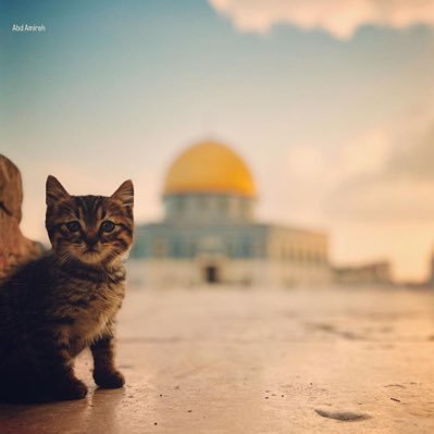 SajjadAyaanZayn's profile picture. They plan. And Allah plans. And Allah is the best of planners ~ Qur'an 8:30