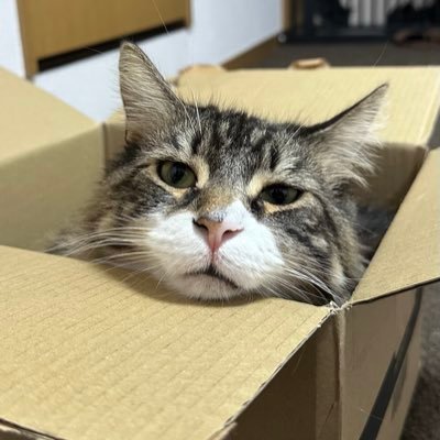 🐈‍⬛たんまん👾