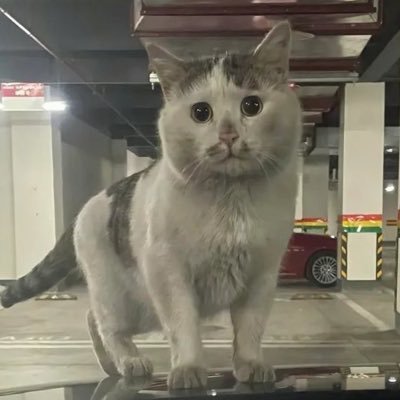 Mirukuaisukaa's profile picture. 🌸🩵@aa_ashirakorn 🍡🍦 @aerichandesu