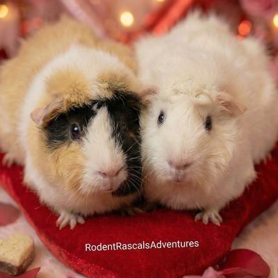 RodentRascals's profile picture. Witness The Fun & Amazing RODENT RASCALS ADVENTURES
🐹🐽🐀 Hammies, Guinea Pigs, & Ratties Family
#RodentRascalsAdventures
▶️ Watch & Subscribe 👇