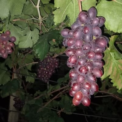 pxxx69xxx's profile picture. นวด ปักธงชัย
รับนวด นาบ เป็นสาวสอง