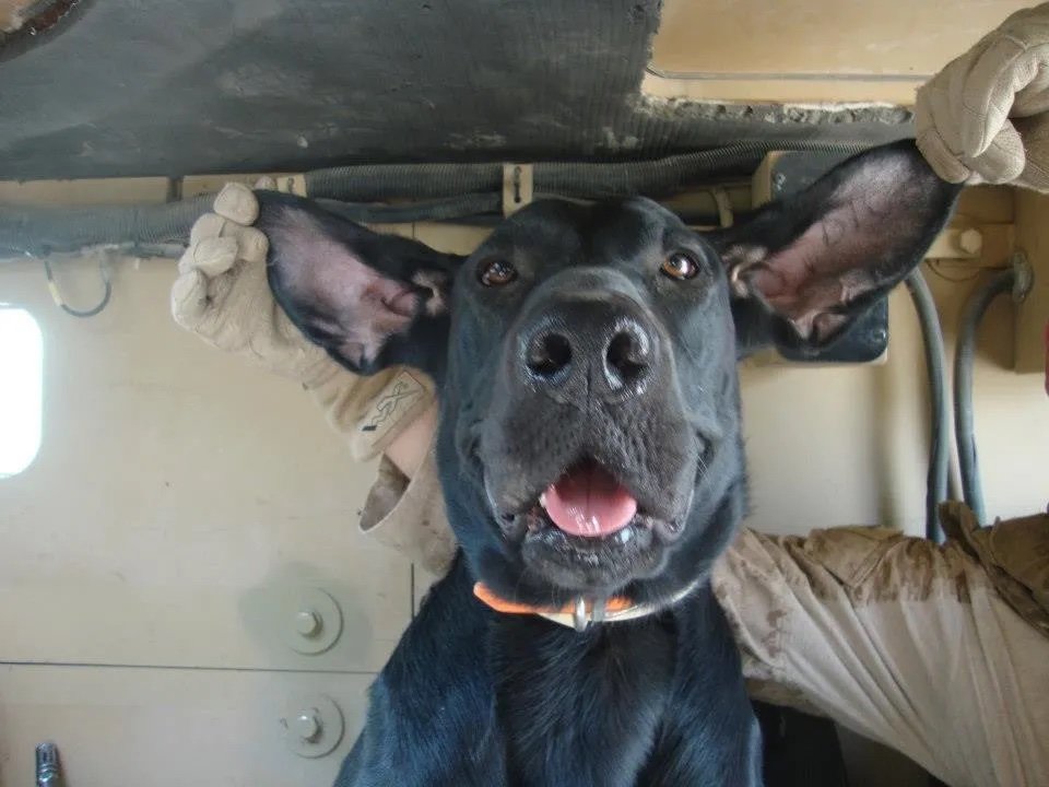 TerVahram's profile picture. 