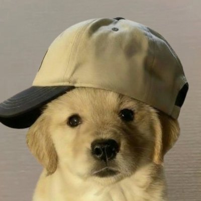 newdogwifhat's profile picture. new dog wif hat meme