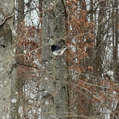 Woods & wild places wanderer | From gorges to earthworks to winter trails | Photos & reflections on the land that outlasts us.