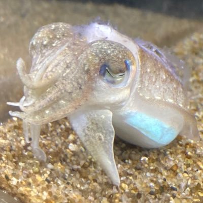 octor_ist817's profile picture. 栃木→茨城→埼玉/正社員と休日東京小劇場俳優/学芸員資格/劇団ドラハ@gekidandolaha12 📸NikonZ6Ⅲ・Zfc 次:3/21.22劇団ドラハ企画公演『いかけしごむ』演出など