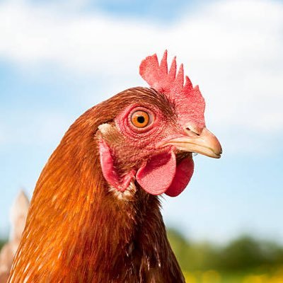 SaxonSats's profile picture. The Orange Pill, Proud Englishen ₿⚔️ 🏴󠁧󠁢󠁥󠁮󠁧󠁿