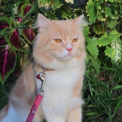 shyy38_28's profile picture. ชื่อเจนนะค่ะ💗 อายุ 23สมอง2ขวบ W|80 H|150 ไม่อยากคุยอย่าทักมา 📢ไม่รับคอลค่ะ ไม่รับงานงับ❗❗❗ กลุ่มไลน์50บาทตลอดชีพ