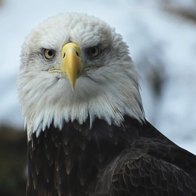 EagleDevX's profile image