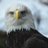 EagleDevX's profile image