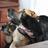 Dogs_of_Pride's profile image