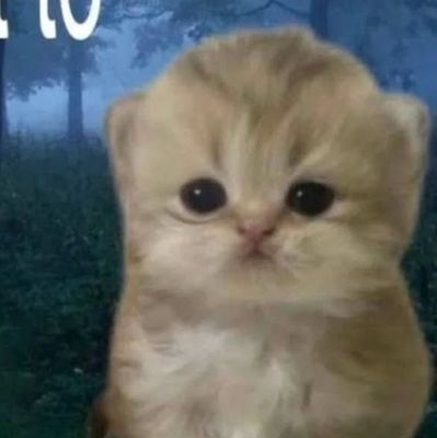 Gaburrao's profile picture. gay?