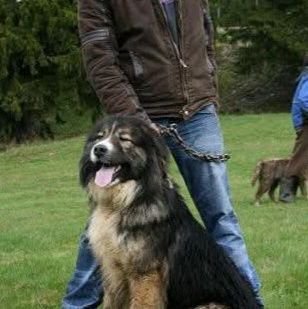 jovicajoja's profile picture. Energičan, prek, tolerantan.
Borac za pravdu i istinu.