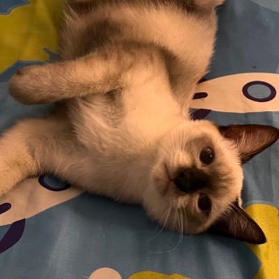 tayul_'s profile picture. gg4eva