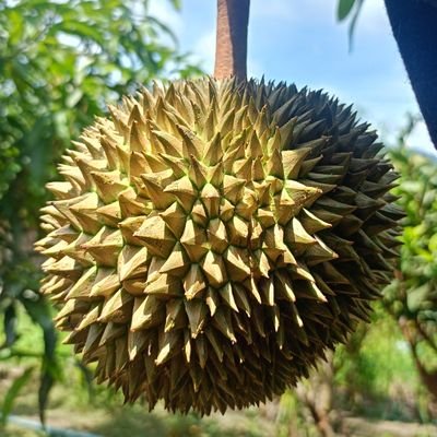 svt_dk_my's profile picture. 