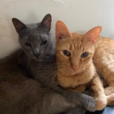 sangriadelluna's profile picture. NO DMs!!! therapist, disabled, #StarTrek, proud Dem, prolific reader, cat mom #ChildlessCatLady #CatsOfTwitter #FBR #Resist #BLM #IAmGenX #IDIC #LLAP