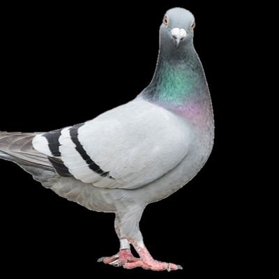 dot4th's profile picture. 