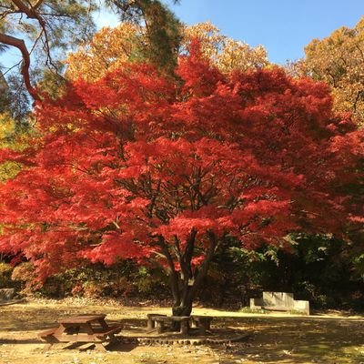 xyuminghaos's profile picture. kkk - krokneekali offline