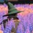ShuhoiM's profile image