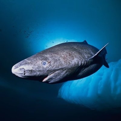 greenslandshark's profile picture. I have been swimming for 399 years and counting