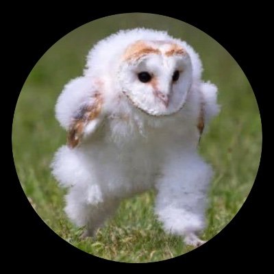 池フクロウ