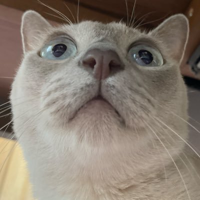 capt_Whiskerpad's profile picture. こちらの方のアカウントは主にミニチュアゲーム用。アイコンは猫です。