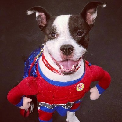 KingVonNugget's profile picture. Professional couch surfer, champion snacker, service dog and a rescued senior Amstaff/Pitbull. Oh...and super model!